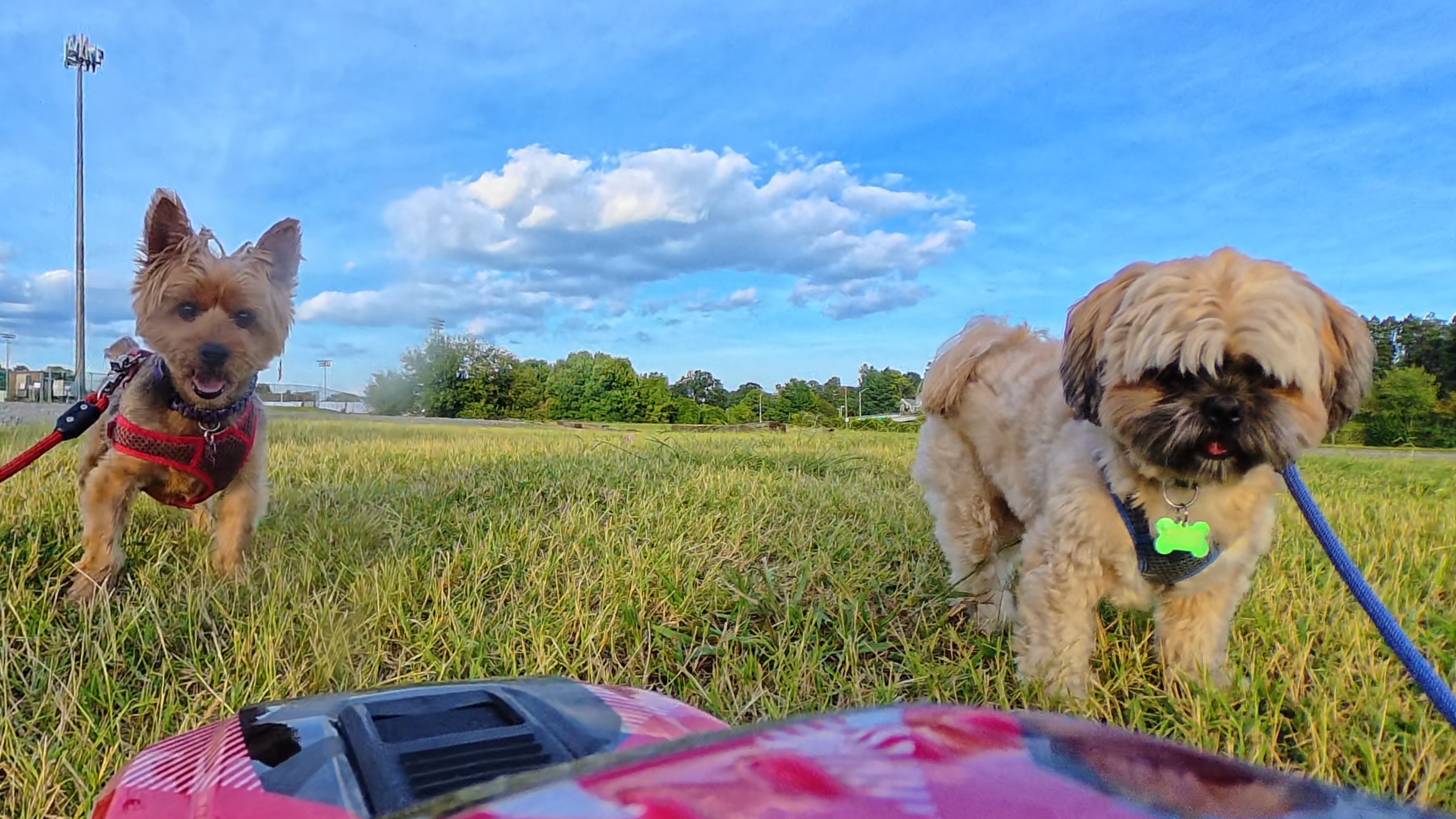 Two dogs standing in a grassy field beneath a blue sky